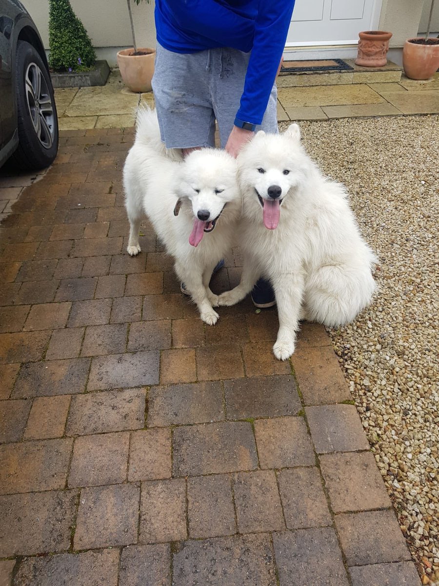 Anyone know these dogs found on Trees road Mount Merrion? <a href="/Mount_Merrion/">Mount Merrion</a>