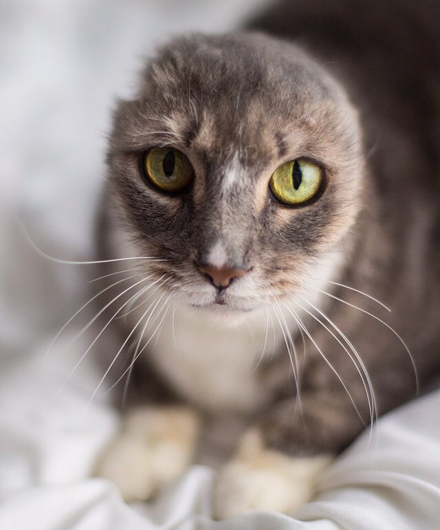 ChiCatRescue's tweet photo. Gurrl, can we talk? Adoptable Josie is a total bff! Don’t let her lack of ear flaps mislead you. Josie is a great listener and she’s a chatty girl as well. A cup of coffee and Josie is all you need. To meet Josie contact Cindy@ChicagoCatRescue.org #Caturday #cat #meow https://t.co/7PLa5SoLIe