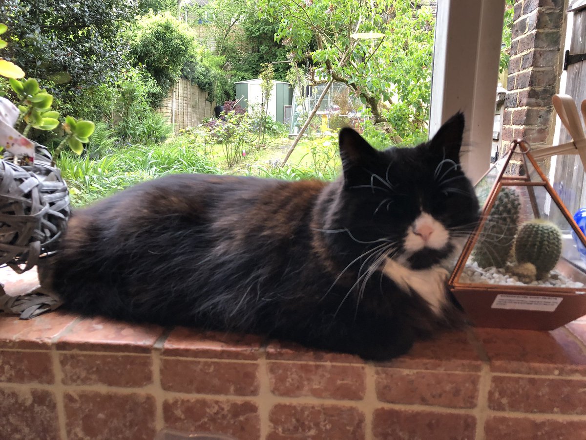 AJRCleaning's tweet photo. After moving Raffy to clean the window, he managed to get settled in his spot once more #windowcleaner #cleaningissues #insideclean #tunbridgewells https://t.co/8b1mctHgv2