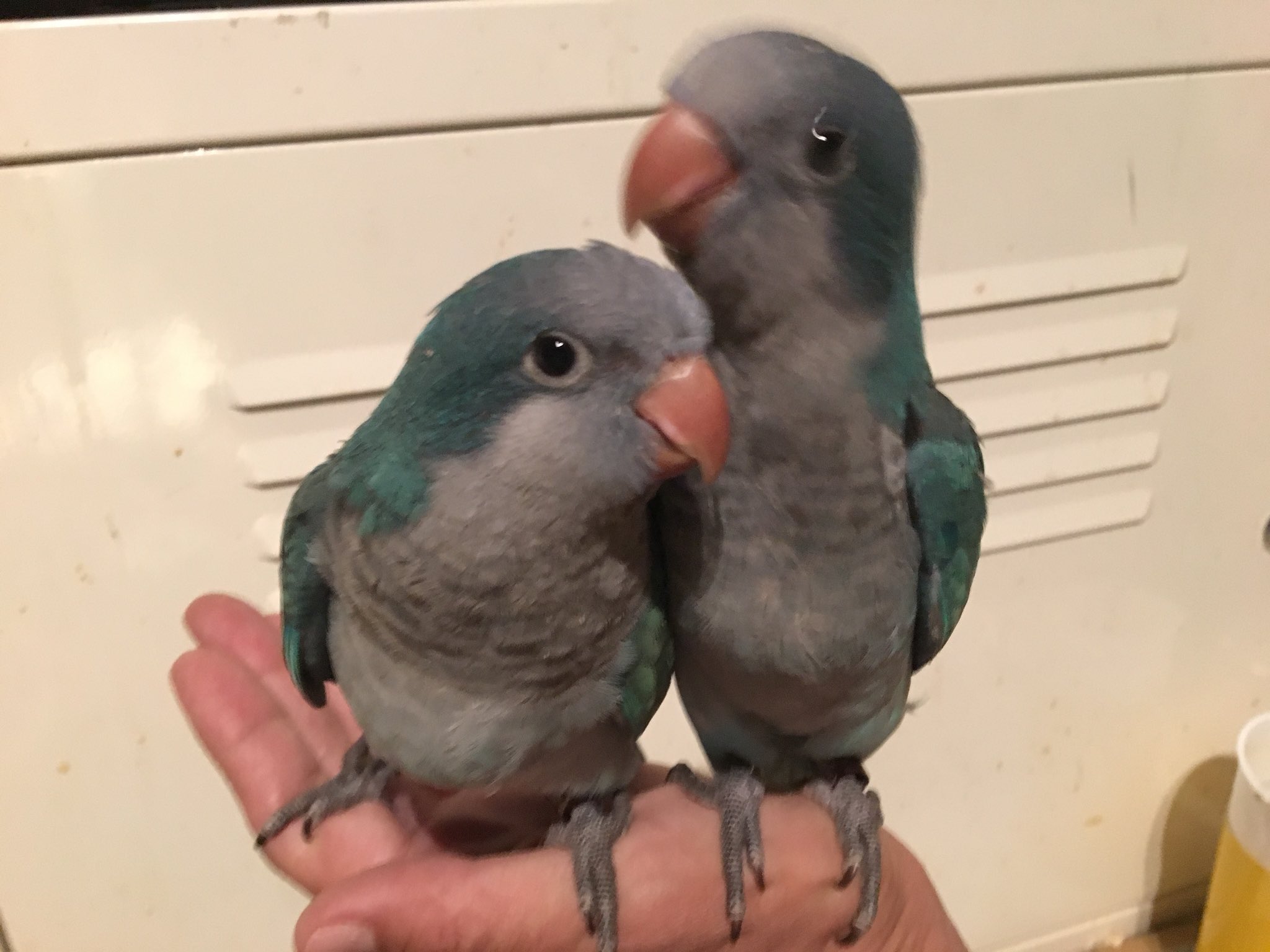 Jcf インコ部 まだまだ赤ちゃんな感じやけど 見た目だけはいっちょ前に 順調にスクスクと T Co Obfkip2ta5 オキナインコ オキナインコブルー オキナインコパステルブルー オキナインコオパーリン オキナインコルチノー オキナインコ里親