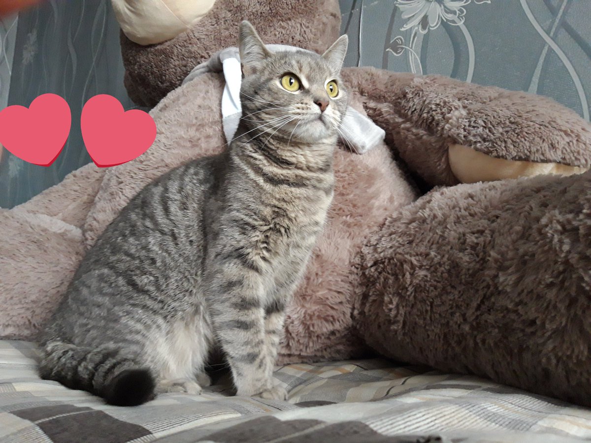 k_grnva's tweet photo. 🐱🐱🐱 https://t.co/S0zs6AdhKD
