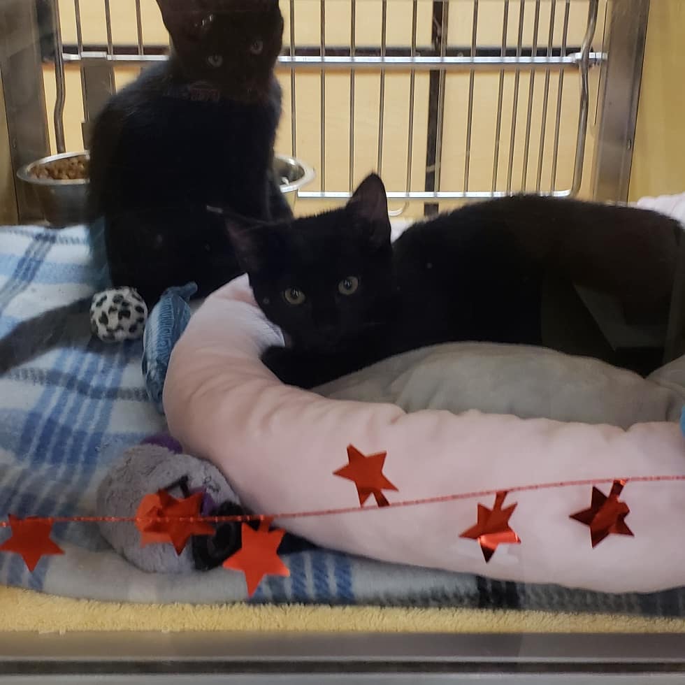 1772petsmart's tweet photo. #adoptlove https://t.co/1okdQ40Ov4