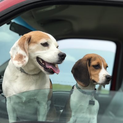 remmydbeagle's tweet photo. #NewProfilePic https://t.co/3Lq6QuLh29