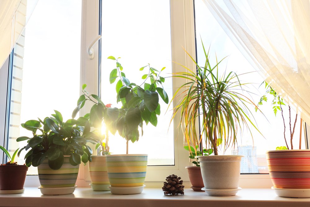 fishwindowclean's tweet photo. Studies have shown that #house #plants can actually make you happier! Plants need love, water and #sunshine to survive, so why not let that sunshine stream in through nice, #cleanwindows? https://t.co/j1y7bwd6mP #TimeForACleaning #PlantLove π±β€οΈοΈβοΈ https://t.co/g9h1MFBS2f