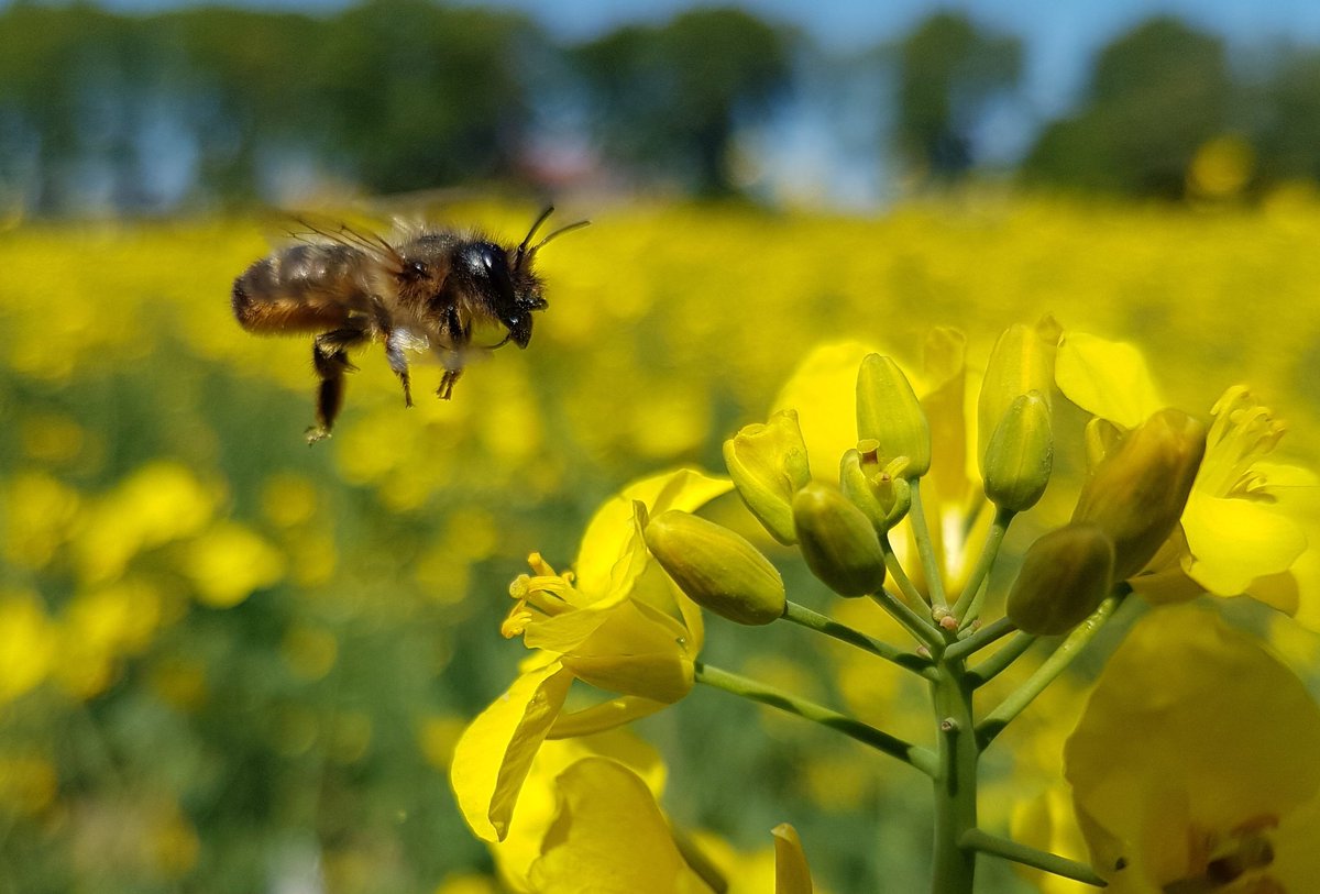Poldernatuur tweet media