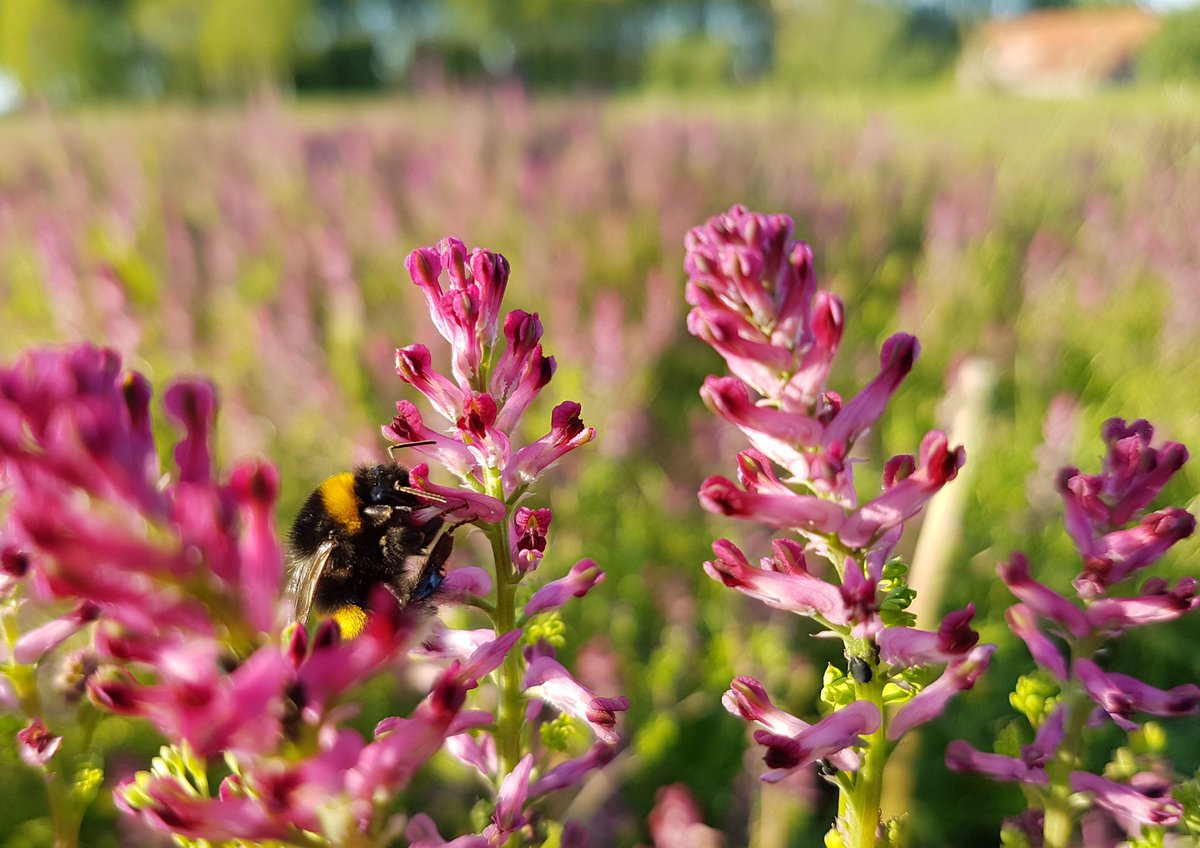 Poldernatuur tweet media