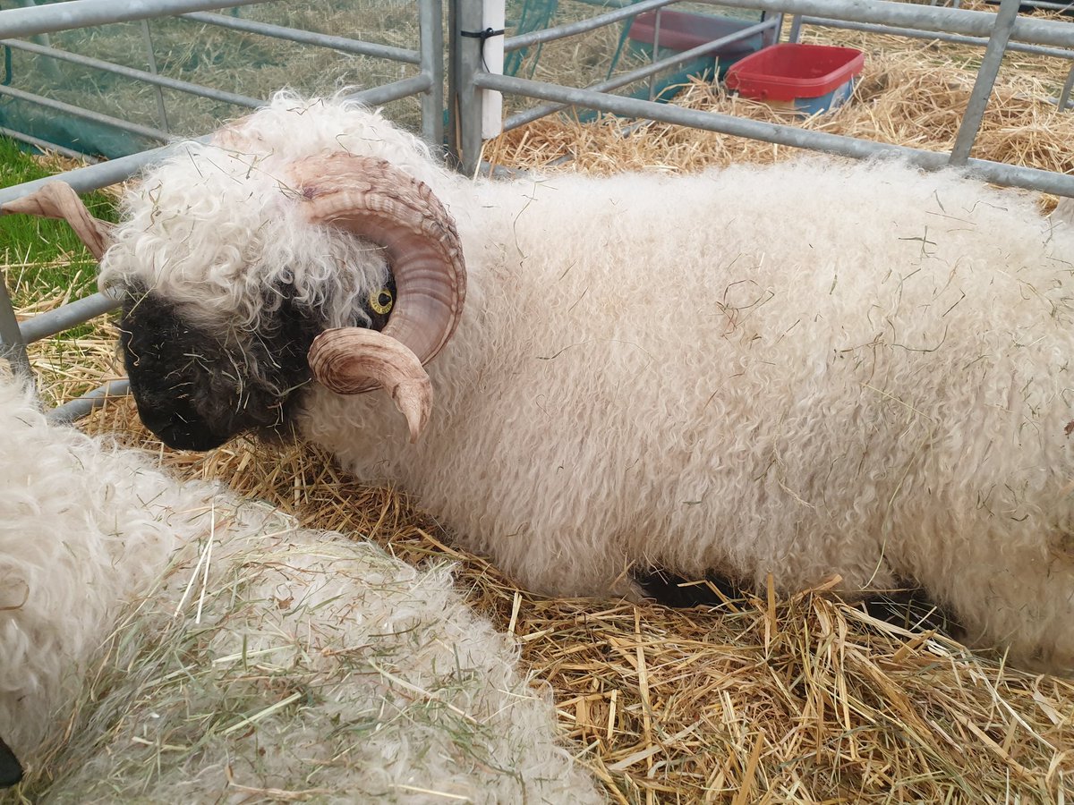 Devon the valais blacknose sheep chilling after a long few days at <a href="/DevonCountyShow/">Devon County Show</a>