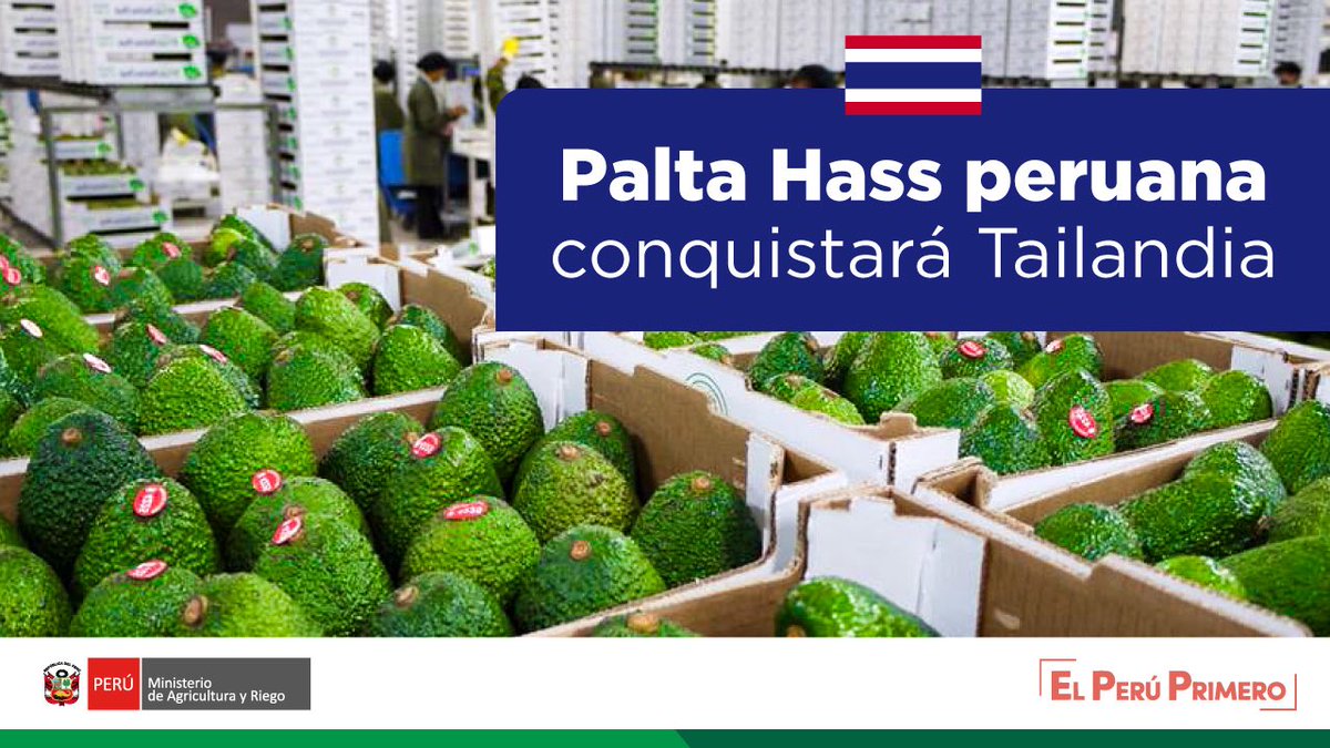 midagriperu's tweet image. Tras 8 años de gestión🤝 entre el Minagri y la @CancilleriaPeru se logró la publicación del protocolo fitosanitario para la exportación📈 de #PaltaHass peruana a Tailandia 🇹🇭.
🔗 bit.ly/2HzcjPI