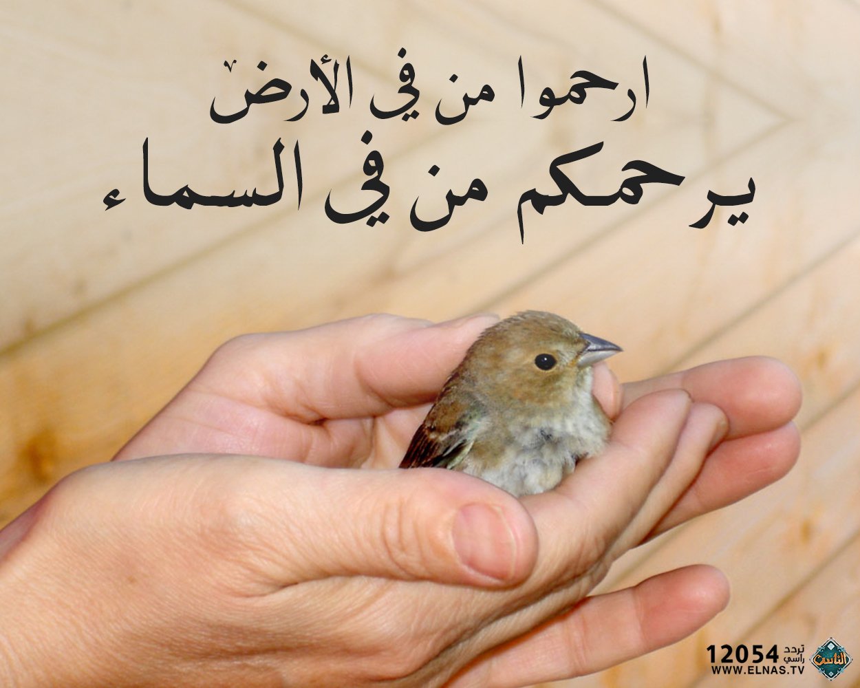 قناة الناس Auf Twitter قال رسول الله صلى الله عليه وآله وصحبه وسلم الراحمون يرحمهم الرحمن تبارك وتعالى ارحموا من في الأرض يرحمكم من في السماء Https T Co Zc7pr6cvzo