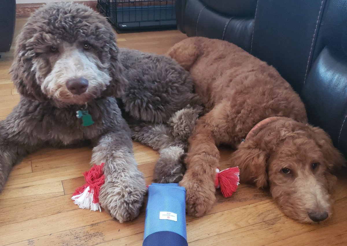 Guess who else likes vineyard vines!
#vineyardvinesForTarget 
#doggiesmom 
@TriciaGueits <a href="/CarolLpez11/">Carol López</a> @JVennettilli