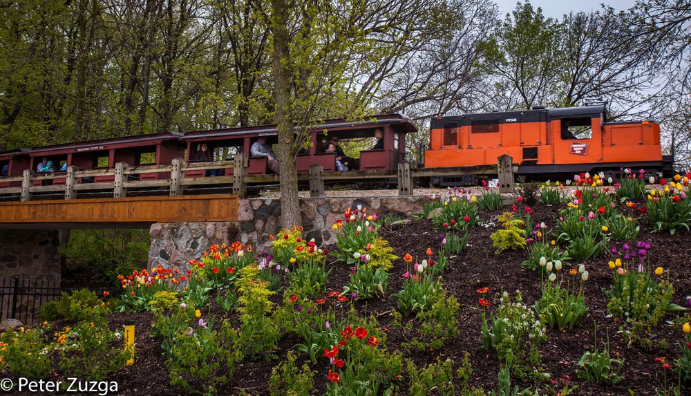 Train ride through the Tulips at the @MilwaukeeCoZoo this morning. #Milwaukee #MilwaukeeCounty #Wauwatosa #Wisconsin #zoo #ZooTrain #tourism #MarketingPhotography #branding #photojournalism #photography #landscapephotography #Flowers #tulip #spring #Weather