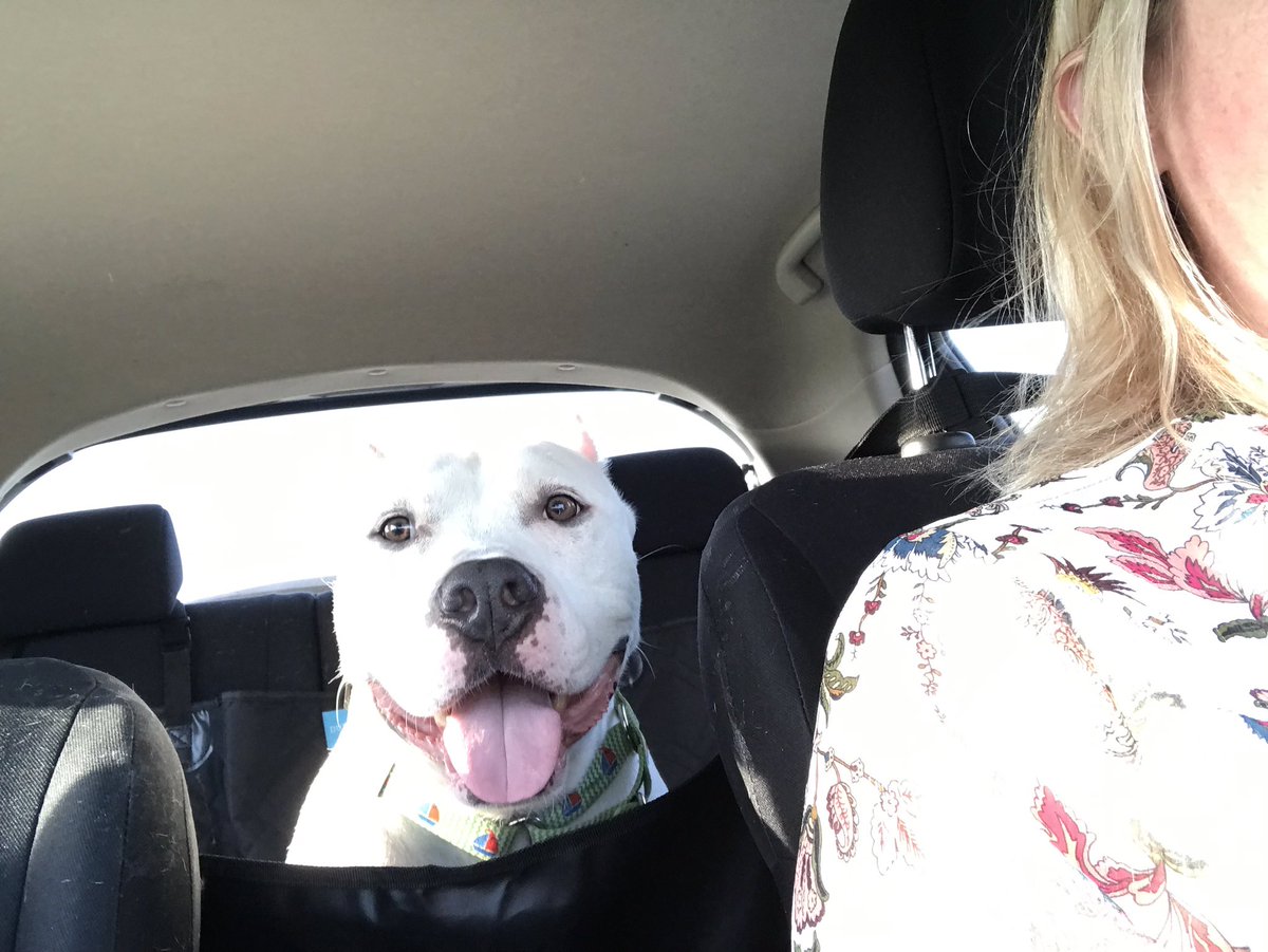swt_karoline's tweet photo. @KrayZDayZ @WaysideWaifs @PeteInPublic Oh sweet Daisy, you know I love my #BlockyDogs, my #VelvetHippos, my #Pibbles!  And you, of course! 😉 https://t.co/ysU9zNC5c6