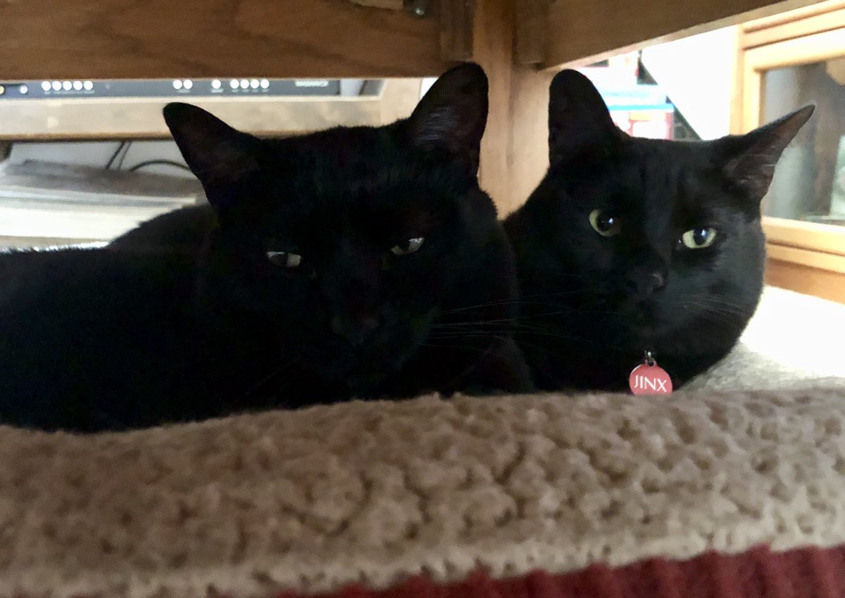 AbiLeighReed's tweet photo. Cozy Josie and Jinx on a #Caturday morning!
#blackcat #blackcats #Kitty #cats #CatsOfTwitter #CatsForGrumpy #CatsOnTwitter https://t.co/Nr8naomTeh