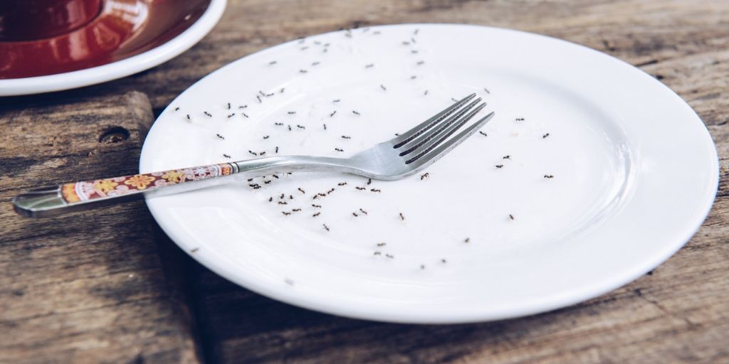 PPDRestoration's tweet photo. Has an army of ants recently invaded your home? Your first line of defense is soap and water: clean the area where the ants are entering your home and the trail they're following. Next, take some cinnamon and sprinkle it around the entrance (ants hate cinnamon). #Ant #Insect https://t.co/ykd7ky3IVl
