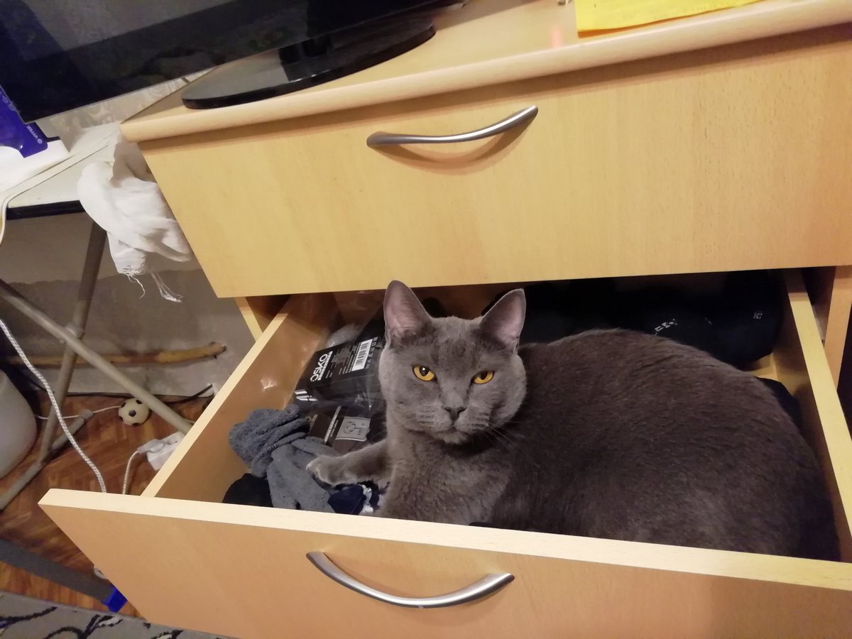 NotAnonomys's tweet photo. Как понять своего кота? Я закрываю дверь в комнату, он орёт, чтобы его выпустили. Выпускаю, и через 5 минут он орёт, чтобы его впустили. Тупо fuck the system https://t.co/qPDHmiigJG