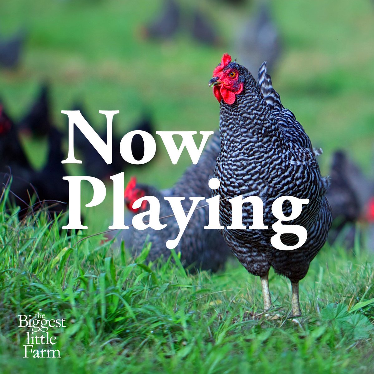 phillyfilmsoc's tweet photo. #PFF27 alumni film, THE BIGGEST LITTLE FARM, is now showing at the @RitzTheatres!
For tickets & showtimes: https://t.co/7TXyzv6os3 https://t.co/rbwbAcmtj9