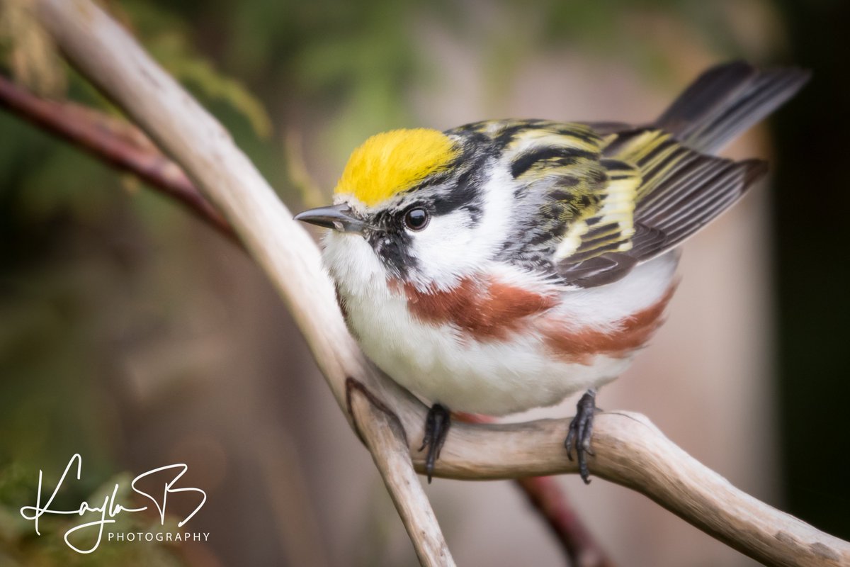 Chestnut-sided Warbler today; many of these little ones about today in #dufferincounty --they are just so cute!! Breeding male plumage #warblers #springmigration #ontario #birding #birdwatching #nutsaboutbirds #birdlovers