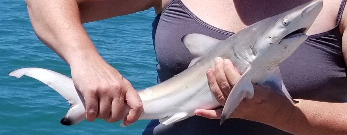 DrAlexAmanda's tweet photo. Beautiful #blacktip #shark #noaa #conservative #makeupbymandyb #makeupbymandy #bocagrande #southflorida #saltlife #fishing https://t.co/9uImu6WbRF