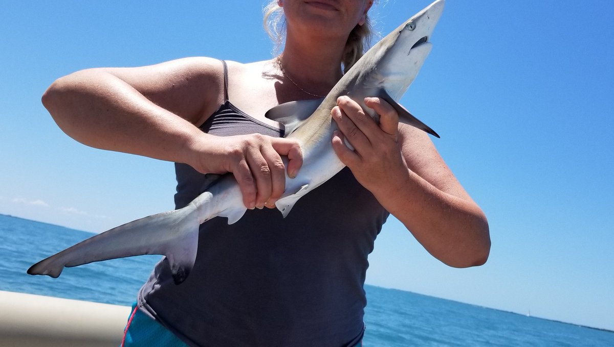 DrAlexAmanda's tweet photo. Beautiful #blacktip #shark #noaa #conservative #makeupbymandyb #makeupbymandy #bocagrande #southflorida #saltlife #fishing https://t.co/9uImu6WbRF