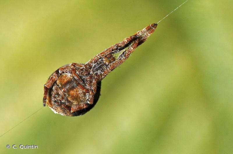 Hyptiotes paradoxus est une petite araignée qui aime bien les forêts de conifères et qui tend une toile, qu'elle tient à la force de ses petites pattes, pour mieux la relacher et piéger la proie qui se prendra dedans