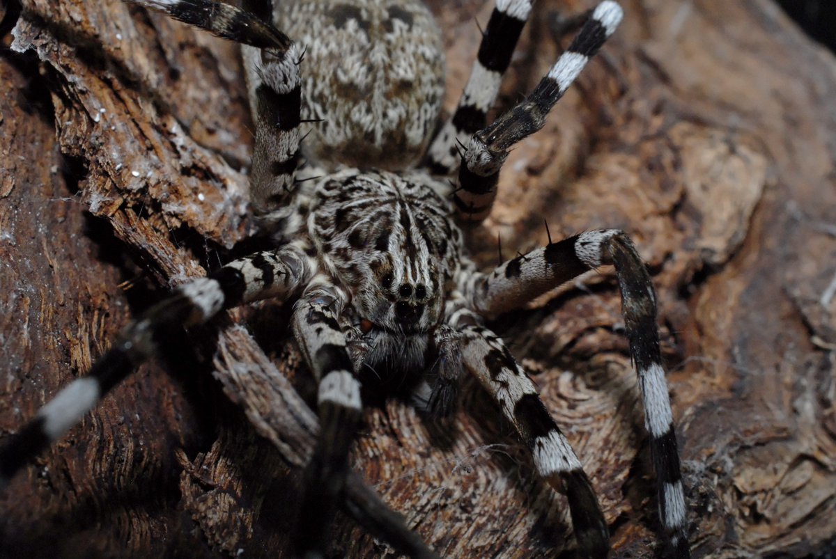 Juste pour un petit coucou de cette araignée atypique, du genre malgache des Viridasius, araignée arboricole anciennement de la famille des Ctenidae et qui a maintenant sa propre famille, les Viridasiidae, et qui porte de charmantes chaussettes rayées noires et blanches !