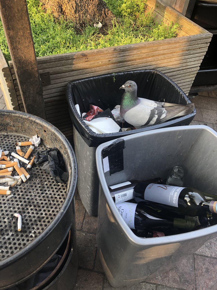 nachomama tweet media