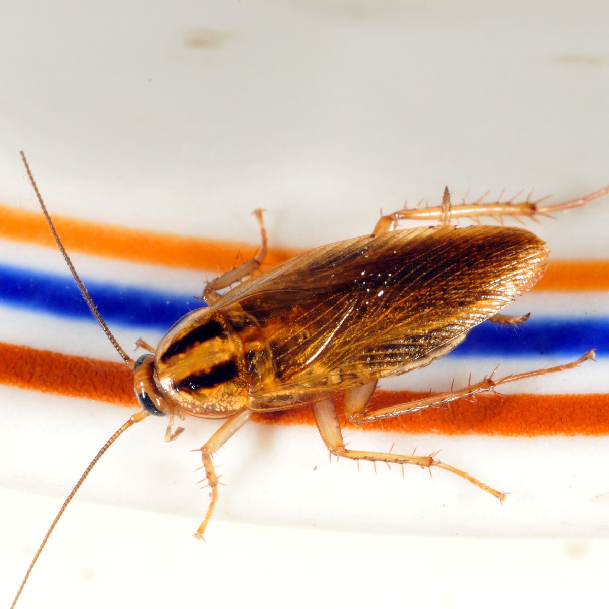 holistiko's tweet photo. Tal vez las cucarachas sean parte de nuestra futura alimentación 😱, al menos así lo aseguran recientes investigaciones. Existe una clase de este insecto capaz de producir una especie de leche 🥛 con muchas proteínas 😯. ¿Te atreverías a probarla? #Leche #Cucaracho #Insecto https://t.co/tyhBaPeMM5