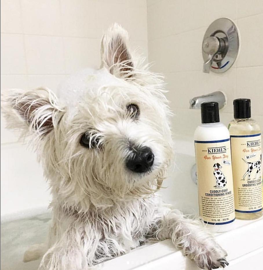 Why Is My Dog Extra Cuddly