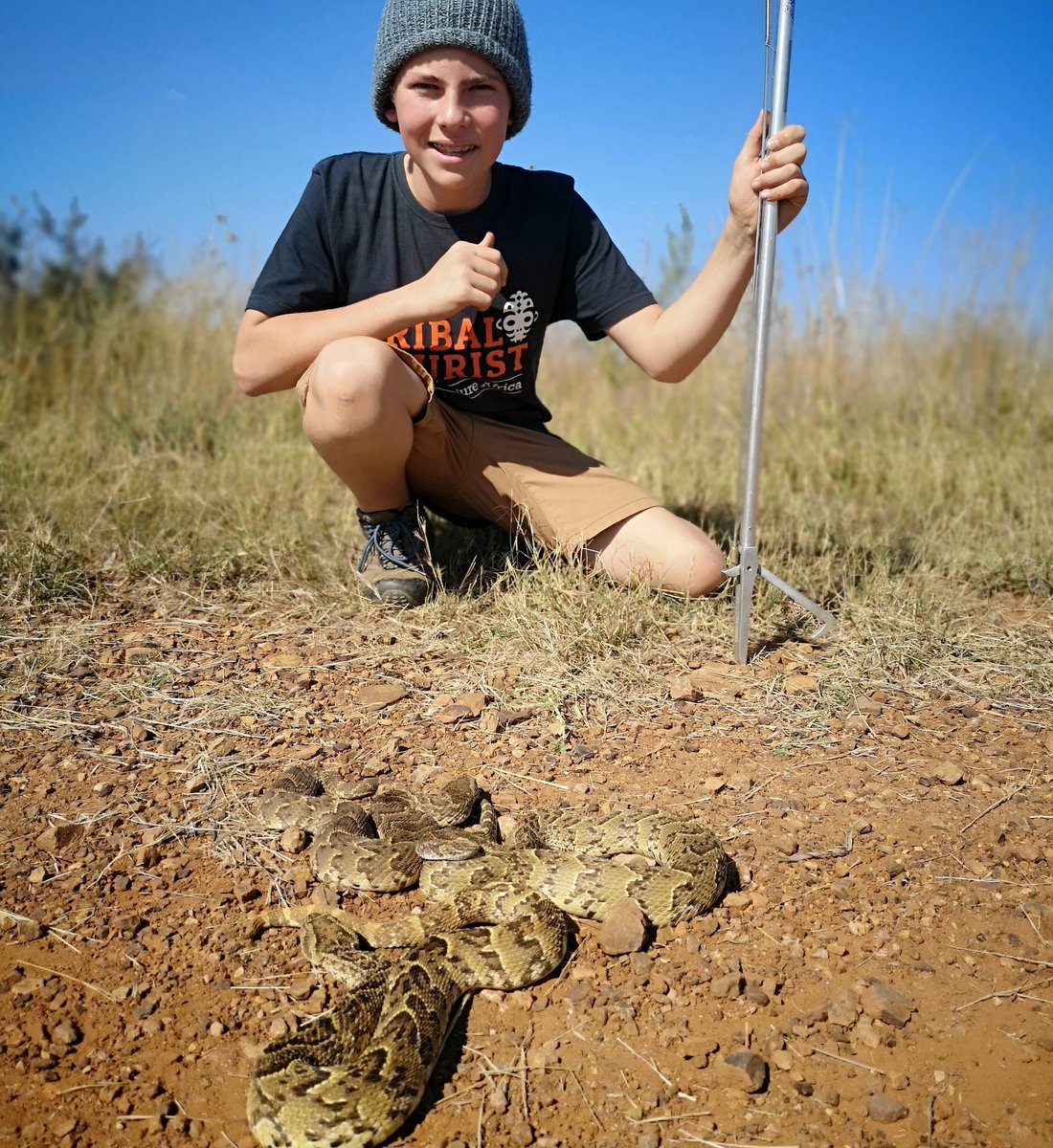 Some beautiful puffadders we caught in and around Potchefstroom🐍