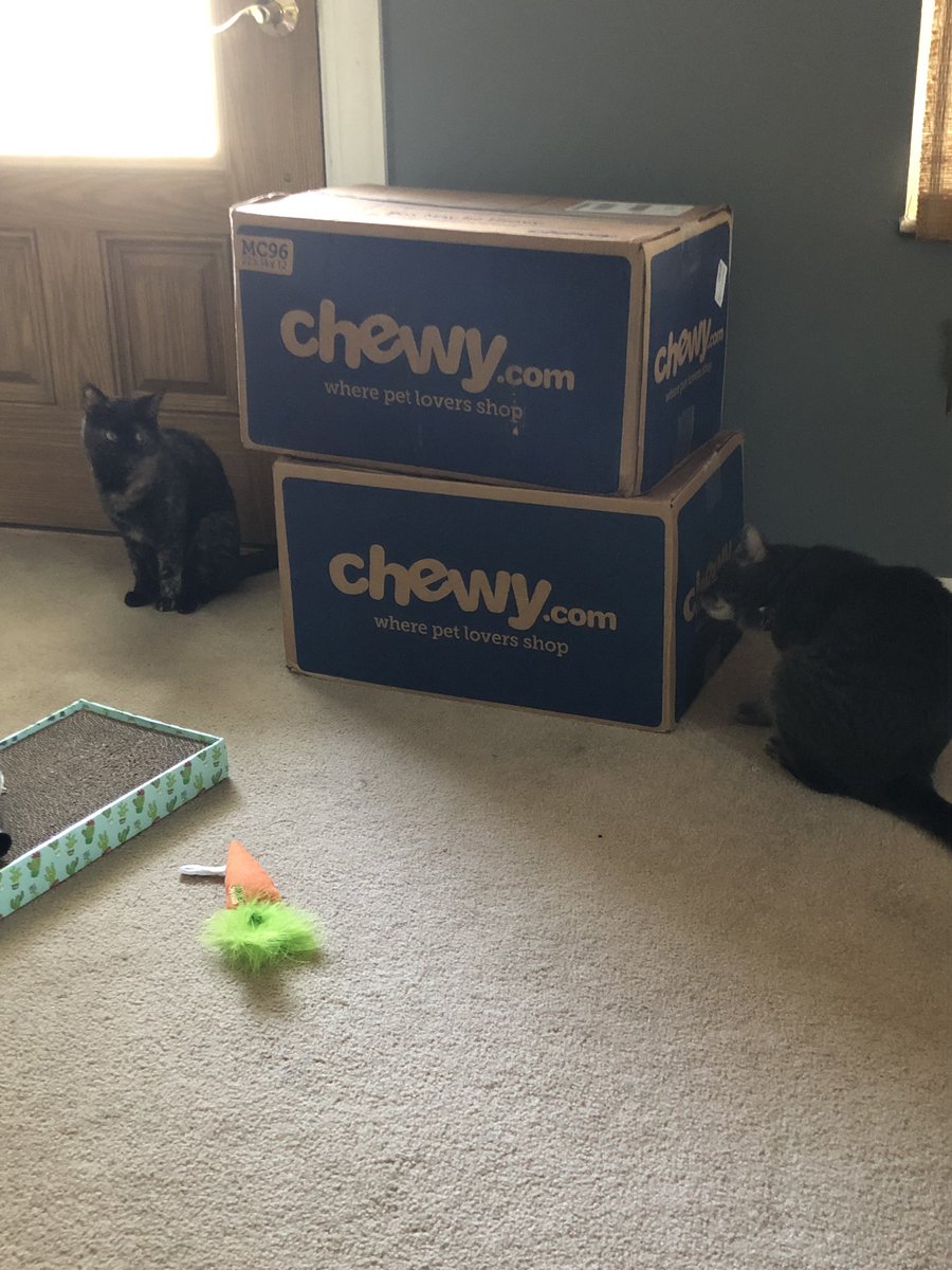 EbethP89's tweet photo. @Chewy https://t.co/eypmNt0O0i