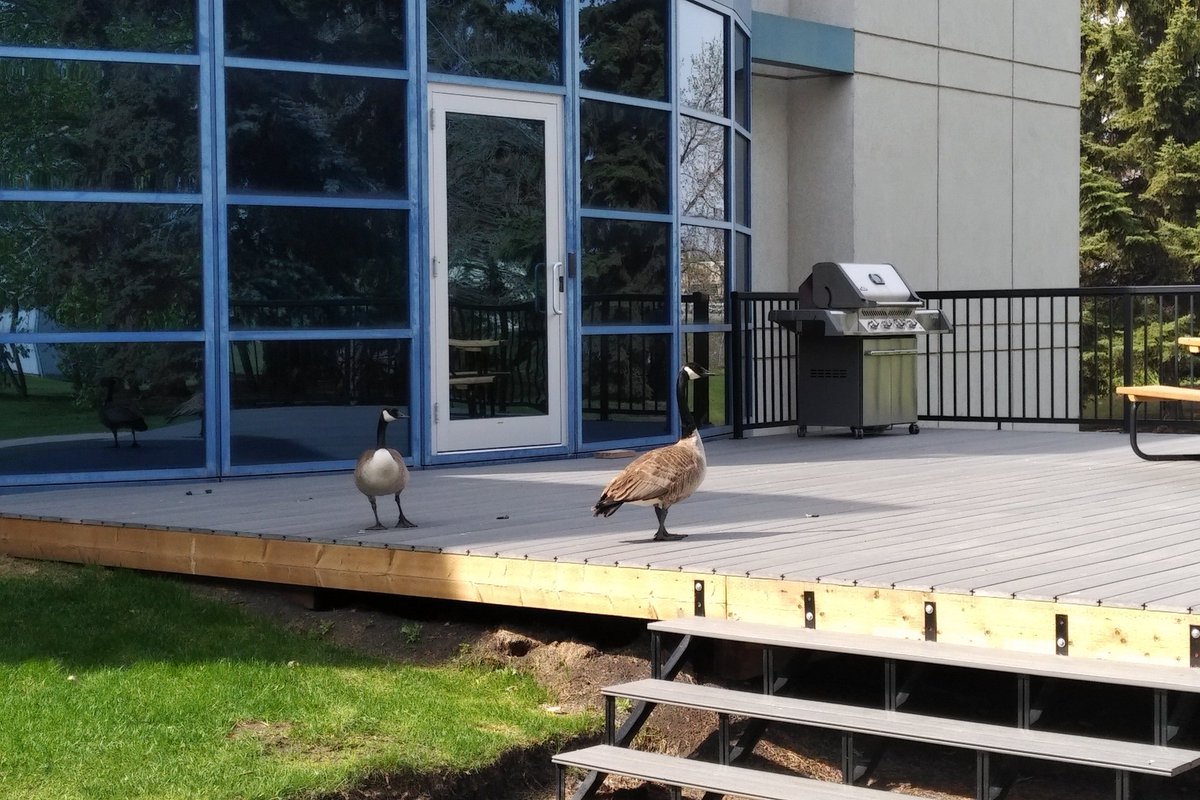 A couple of visitors hanging out in the  <a href="/ctvedmonton/">CTV Edmonton</a> backyard today. #yeg