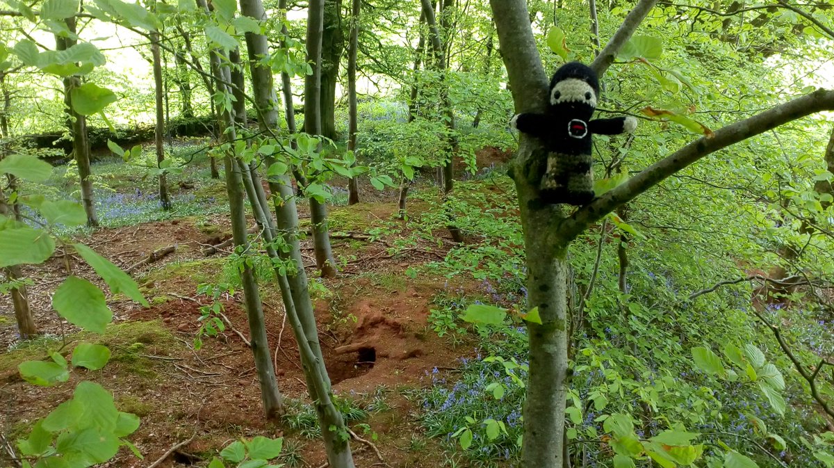 BasTheFox's tweet photo. After spending time in #hambacherforst, #tinysab Sam now believes that climbing trees is a great way to survey #badger setts. You can see so far from up here! And counting active entrances is much easier.
#badgercull https://t.co/Zg7qVqtDqL