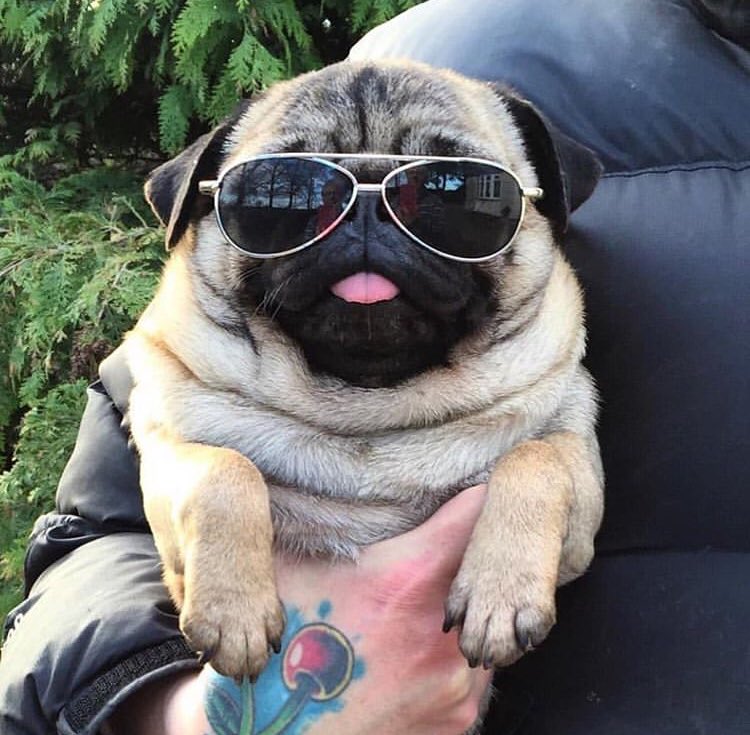 Loulou_thepug's tweet photo. the coolest pug in town https://t.co/hhBmeSQVI2