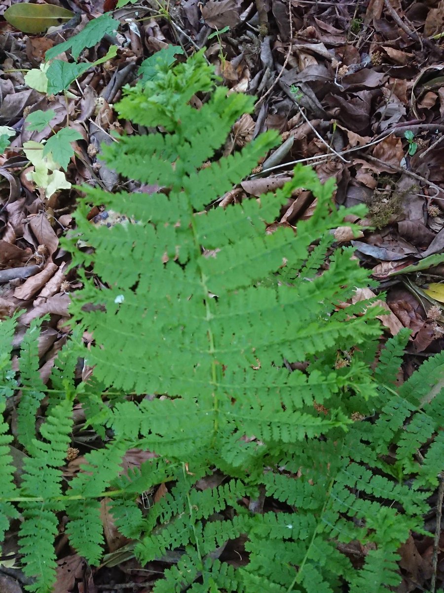 andrewdharrison's tweet photo. Beautiful symmetrically crested #Athyrium just come across on my evening walk in the woods @NTSizerghCastle @FernBPS #ferns #wildfind #cultivar https://t.co/ZKEyTNA7KF