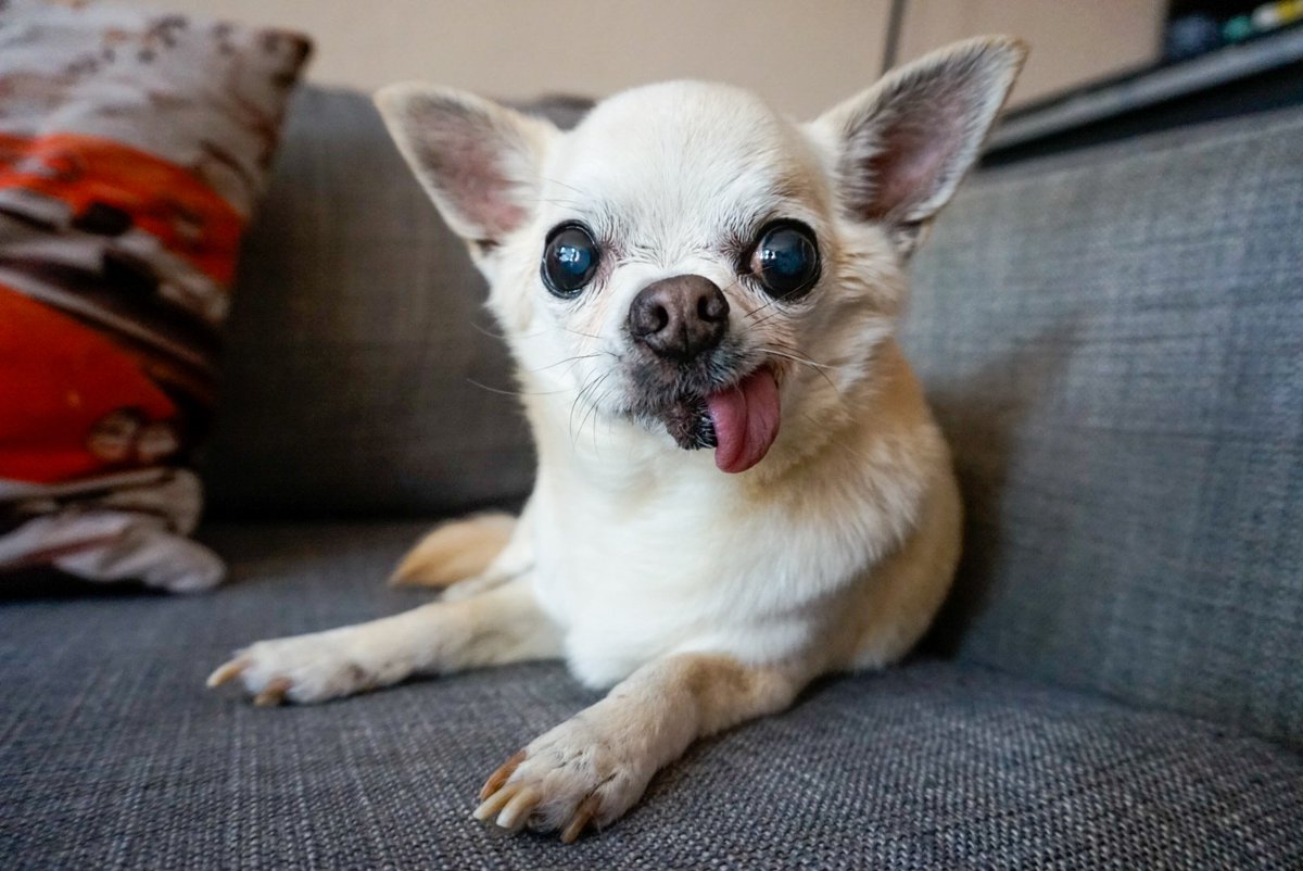 I don't know who needs to see this, but here's a picture of my dog Steve.