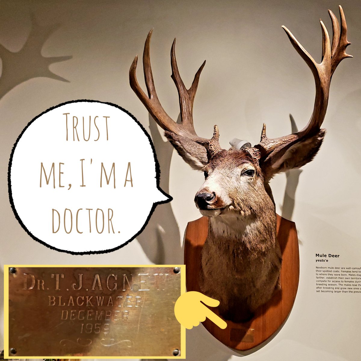 sciencethemovie's tweet photo. Many people are unaware that the taxidermy mounts in our Biome were killed and stuffed as a warning to other animals for crimes against mankind. This mule deer, for example, was put to death for practicing medicine without a license in 1959. #canadianhealthcare #fact https://t.co/3SkAvrC7XK