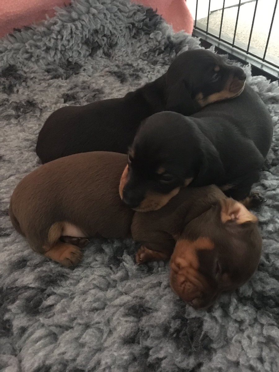 Sausage puppy pile up!!

#dachshundpuppies #puppies #cutenessOVERLOAD #sausagedogpuppy