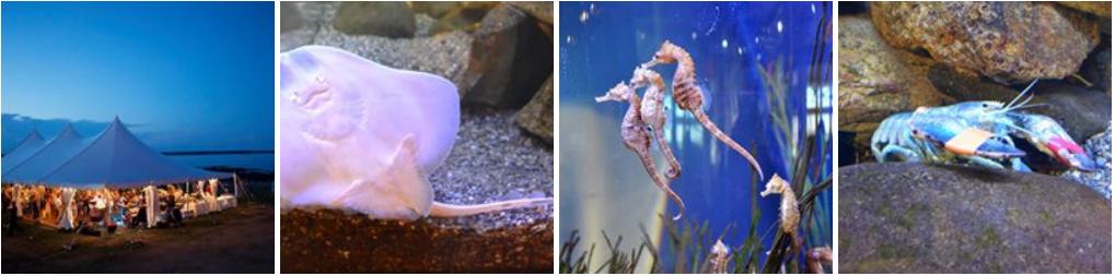 Seacoast Science Center-FUN southernnewhampshirekids.com/?p=12954