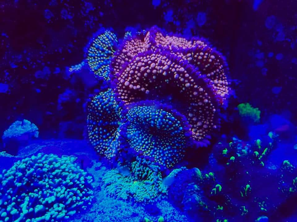 BayouReef's tweet photo. https://t.co/s0xHpLB3hO 
#bayoureefkeeping #GoToAquaFest https://t.co/A3AqrhoJKd