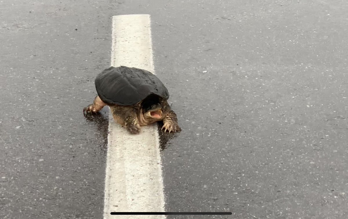 Before the heavy 🌧 started I came across this moody snapping turtle that had traffic stopped on South Liberty Pkwy. It REALLY didn’t want to move off the road 🐢 #kcwx