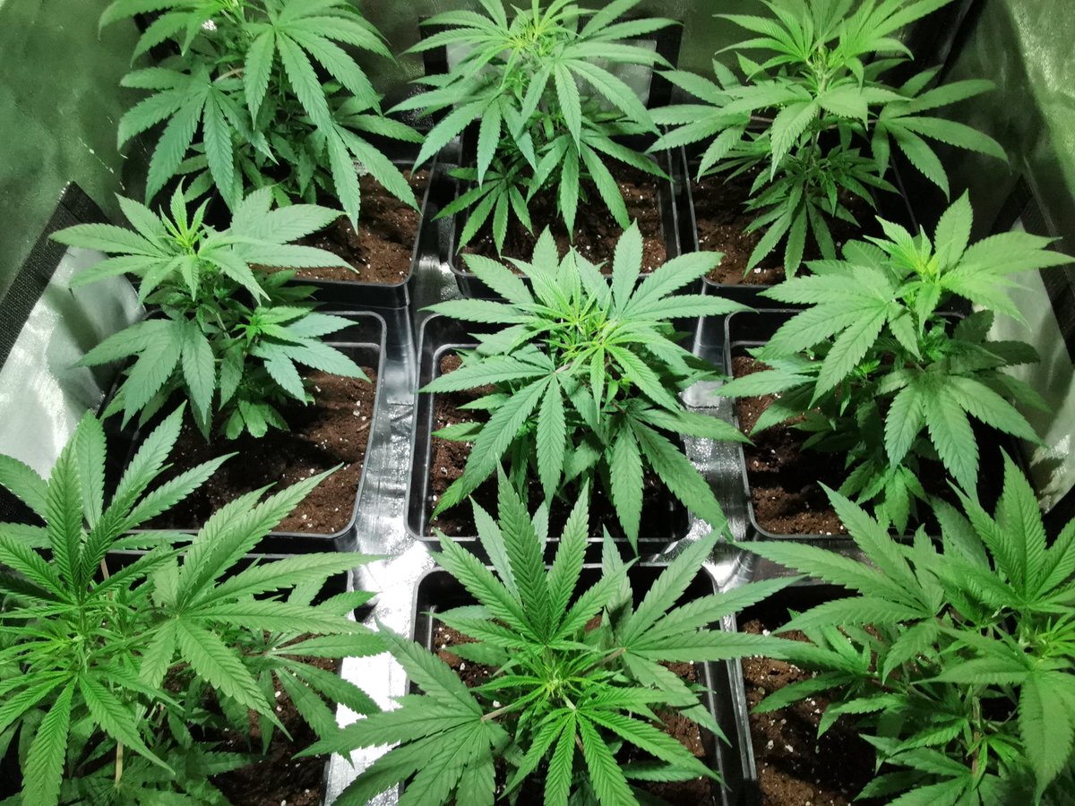 Raro Genetics Farm® tweet media