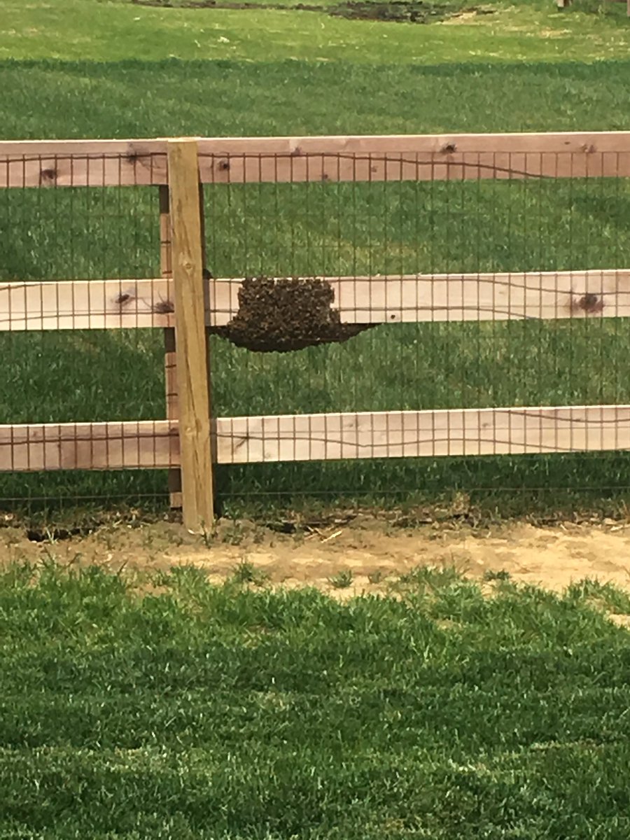 MKoenig30's tweet photo. This is my nightmare........ #Beemageddon https://t.co/Z9iprJ93n1