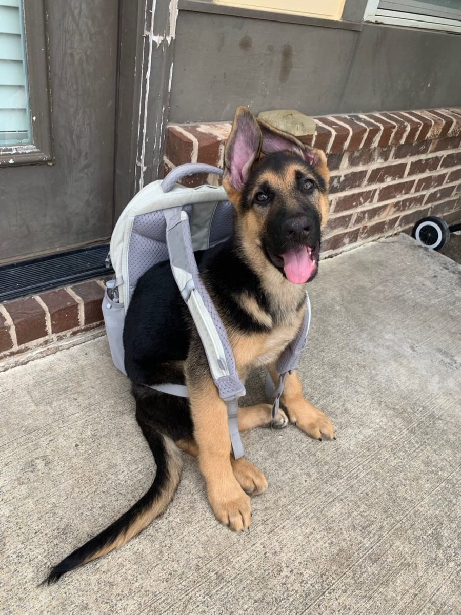 OldRowPups's tweet photo. Ready fur summer school! https://t.co/XMKZ8Otg6R