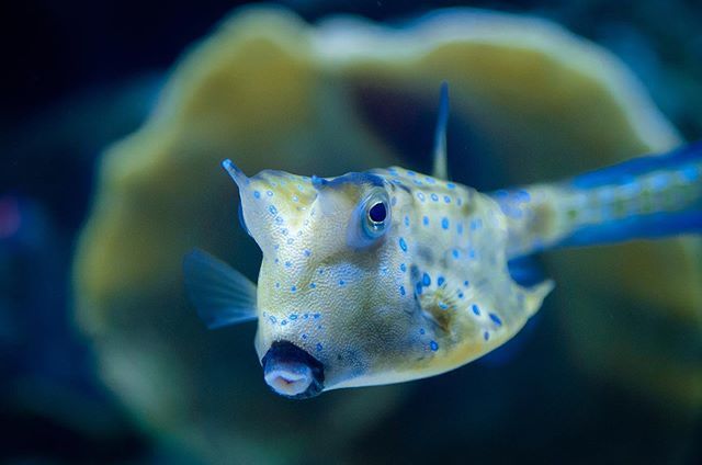 BFPphotos's tweet photo. Ocean life. #macro #macrophotography #sea #sealife #oceanphotography #oceanlife #vibrantcolors #vividcolors #vibrant https://t.co/Wd6tey40j4