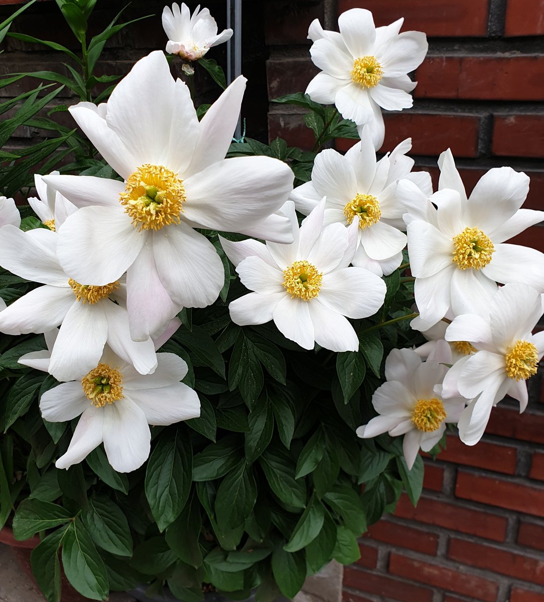 애도의 물결이
모아져
비가 되었나 보다...
조용하고 
거룩한 비처럼
거리가 빛이난다