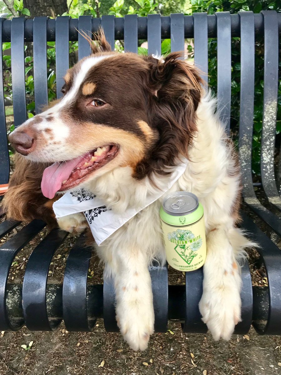 YellowhammerRep's tweet image. Mine!! And not sharing.  Doo Dah Day 2019 #BrewDog #belgianwhite ⁦@YellowhammerAle⁩