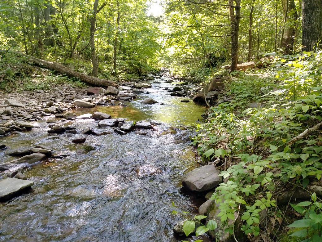 MeganKennedy88's tweet photo. #NationalPark #GeorgeWashingtonNationalForest #Livestream #stream #mountainfed #warmtoday https://t.co/JMei4eBM9d