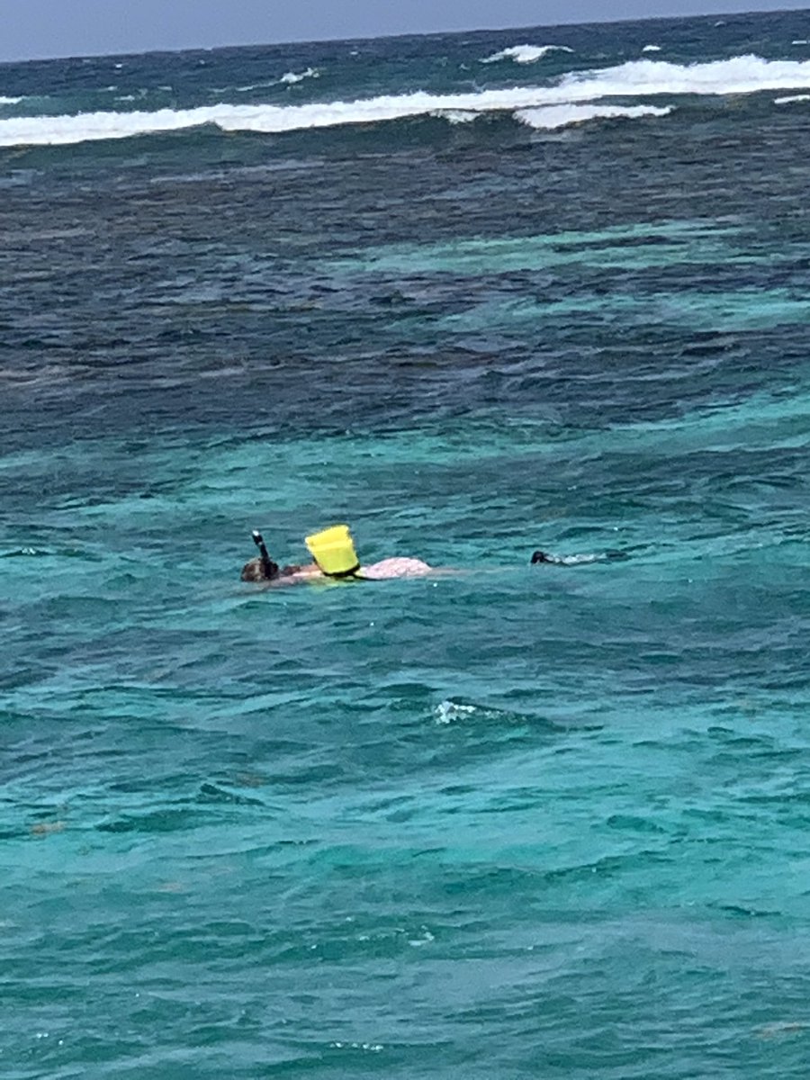 ellis_ellisc's tweet photo. Snorkeling with sharks and sailing the Caribbean!  Each time gets only better 😀 https://t.co/iMxYkNfROE