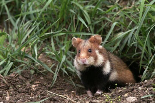 peptalkslive's tweet photo. Sometimes I forget that there are wild hamsters. Like..they are wild, no water bottle to drink from, no hamster wheel, no cages, they are free. No gods, no masters. https://t.co/k4GP8LjS0j