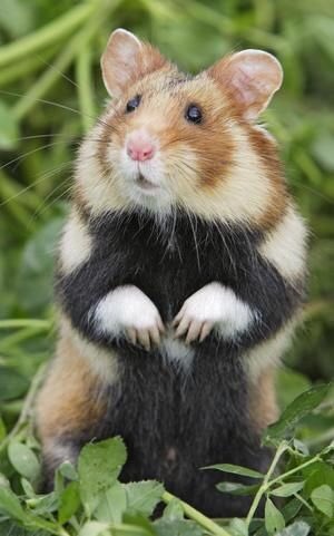 peptalkslive's tweet photo. Sometimes I forget that there are wild hamsters. Like..they are wild, no water bottle to drink from, no hamster wheel, no cages, they are free. No gods, no masters. https://t.co/k4GP8LjS0j